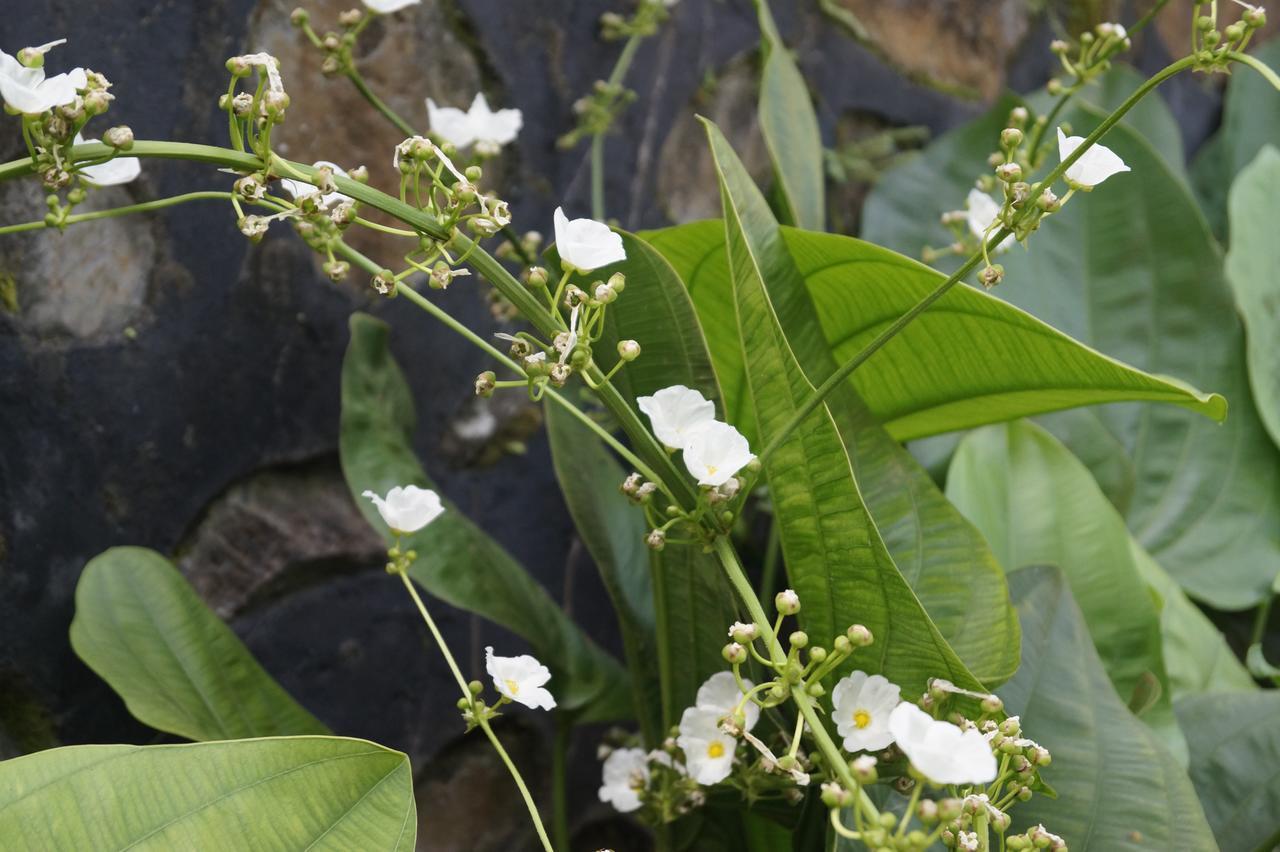 Sasak Lebung Home Senggigi Luaran gambar
